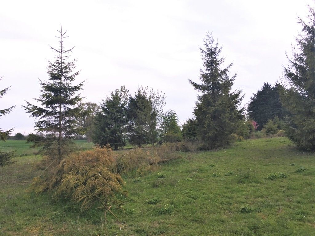 Large trees in countryside